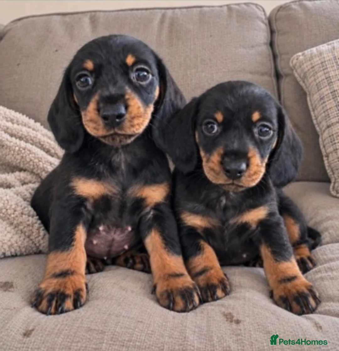 Miniature Dachshund dogs for sale: Two gorgeous girls left. Ready now  - Advert 1