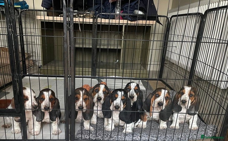 Basset Hound dogs - Advert 2