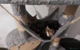 British Shorthair cats for sale: Kittens for Sale (two tabby and two tuxedo kitten) - Advert 2