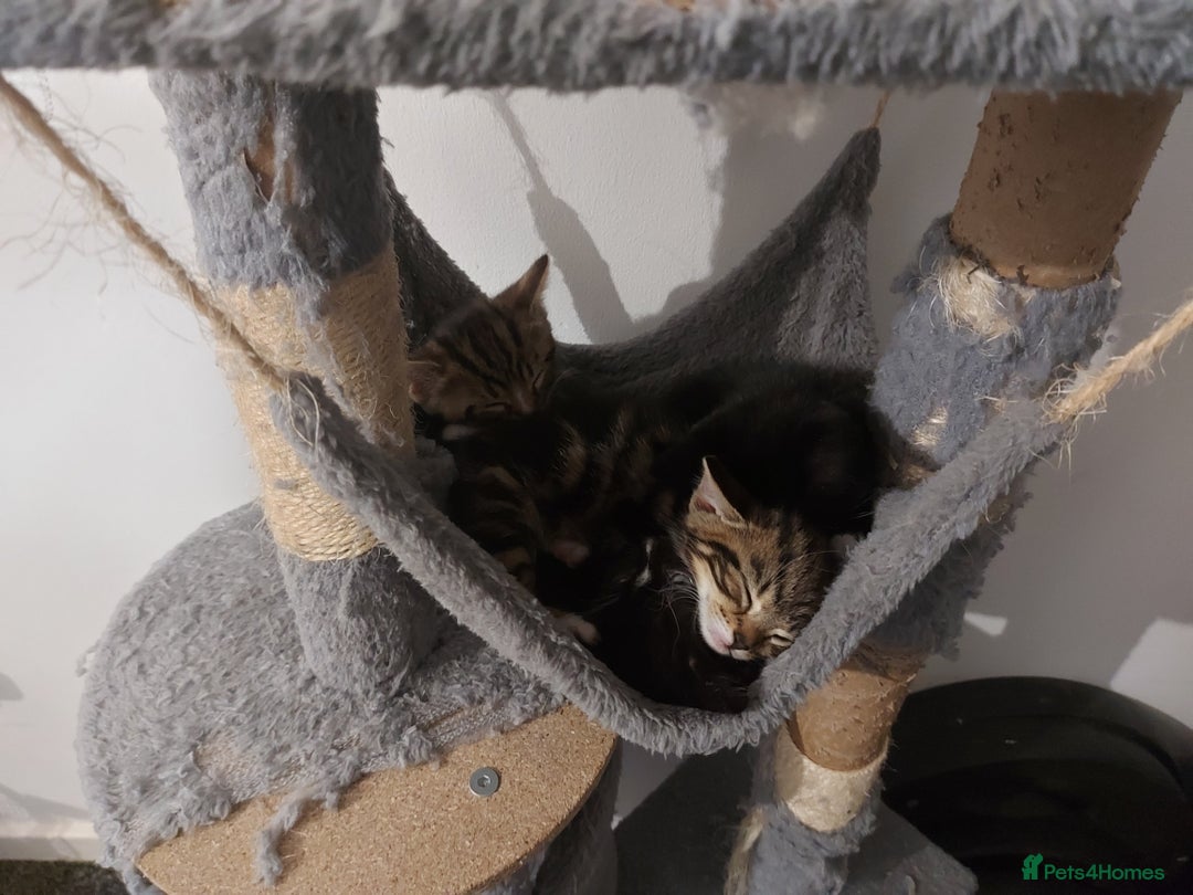British Shorthair cats for sale: Kittens for Sale (two tabby and two tuxedo kitten) - Advert 2