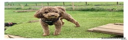 Poodle dogs for stud: Health tested KC chocolate Toy poodle stud  in Stevenage - Advert 1
