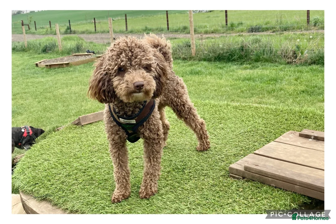 Poodle dogs for stud: Health tested KC chocolate Toy poodle stud  in Stevenage - Advert 1