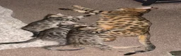 Mixed Breed cats for sale: Mixed Bengal/savanna  in Bradford - Advert 13
