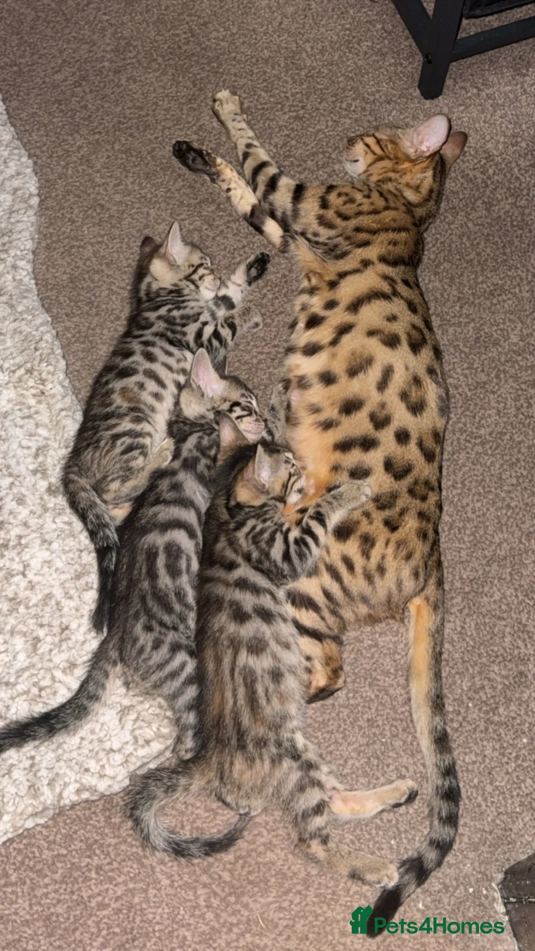 Mixed Breed cats for sale: Mixed Bengal/savanna  in Bradford - Advert 13