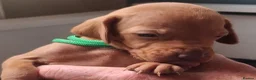 Hungarian Vizsla dogs for sale: Hungarian Vizsla puppies 2 boys and 6 girls. - Advert 10