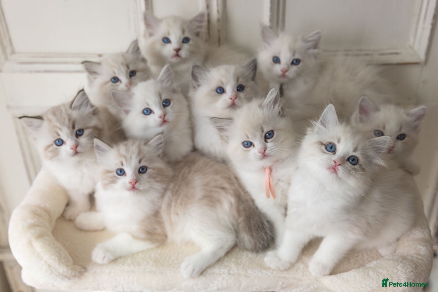 Ragdoll cats Best Bicolour Lynx Ragdoll kittens - Advert 1