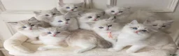 Ragdoll cats for sale: READY NOW Bicolour Lynx Ragdoll kittens - Advert 11