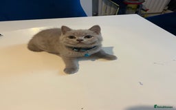 British Shorthair cats for sale: Beautiful  lilac and blue kittens 2 boys 1 girl - Image 31