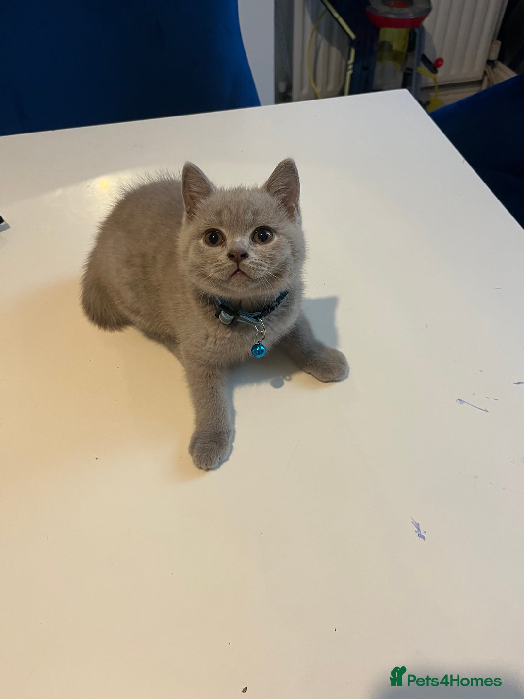 British Shorthair cats for sale: Beautiful  lilac and blue kittens 2 boys 1 girl - Image 31