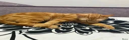 Mixed Breed cats for sale: Adorable Kittens Looking for Loving Homes!  - Advert 2