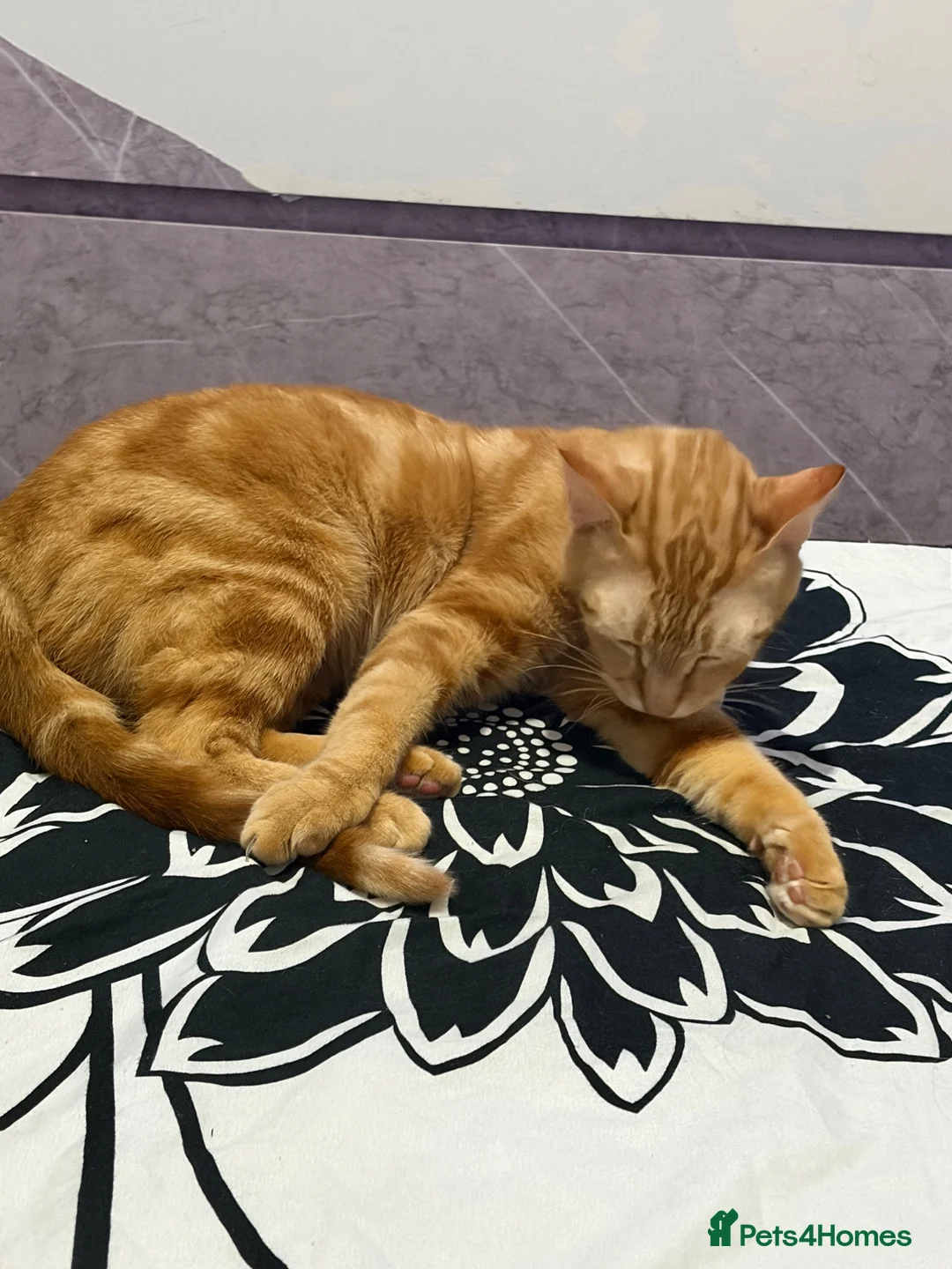 Mixed Breed cats for sale: Adorable Kittens Looking for Loving Homes!  - Advert 2