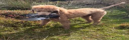 Great Danoodle dogs for sale: Extremely rare greatdoodles  - Advert 10