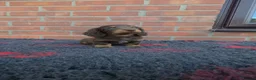 Miniature Dachshund dogs for sale: KC REGISTERED BEAUTIFUL MINIATURE LONGHAIRS - Advert 11