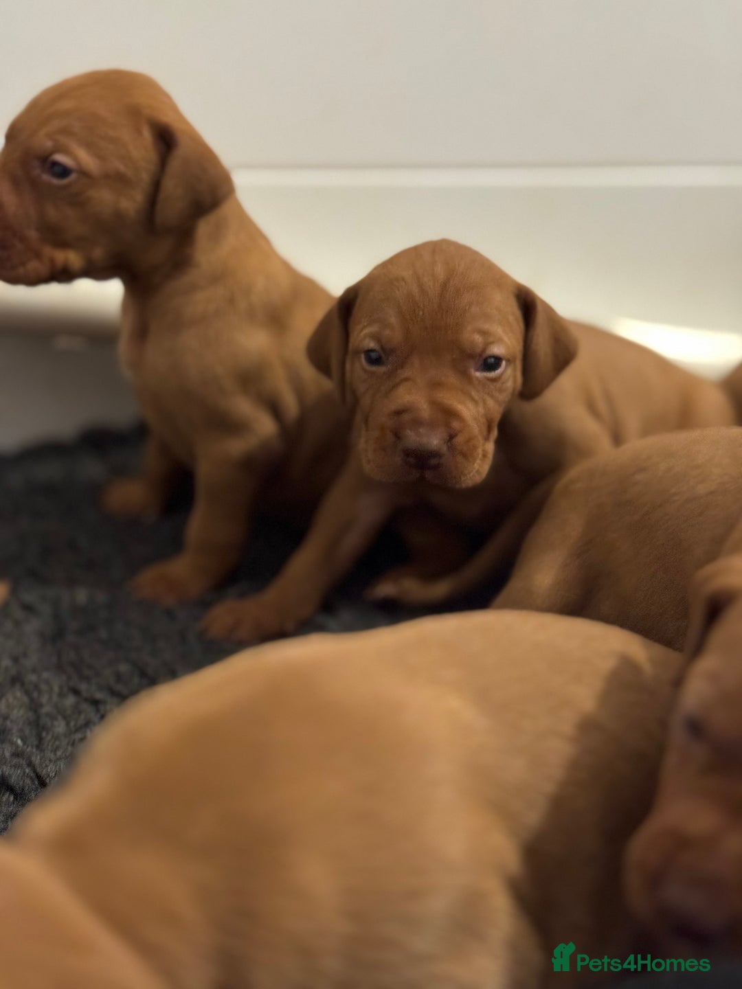 Hungarian Vizsla dogs for sale: Vizslas Devon KC Puppies - Image 6