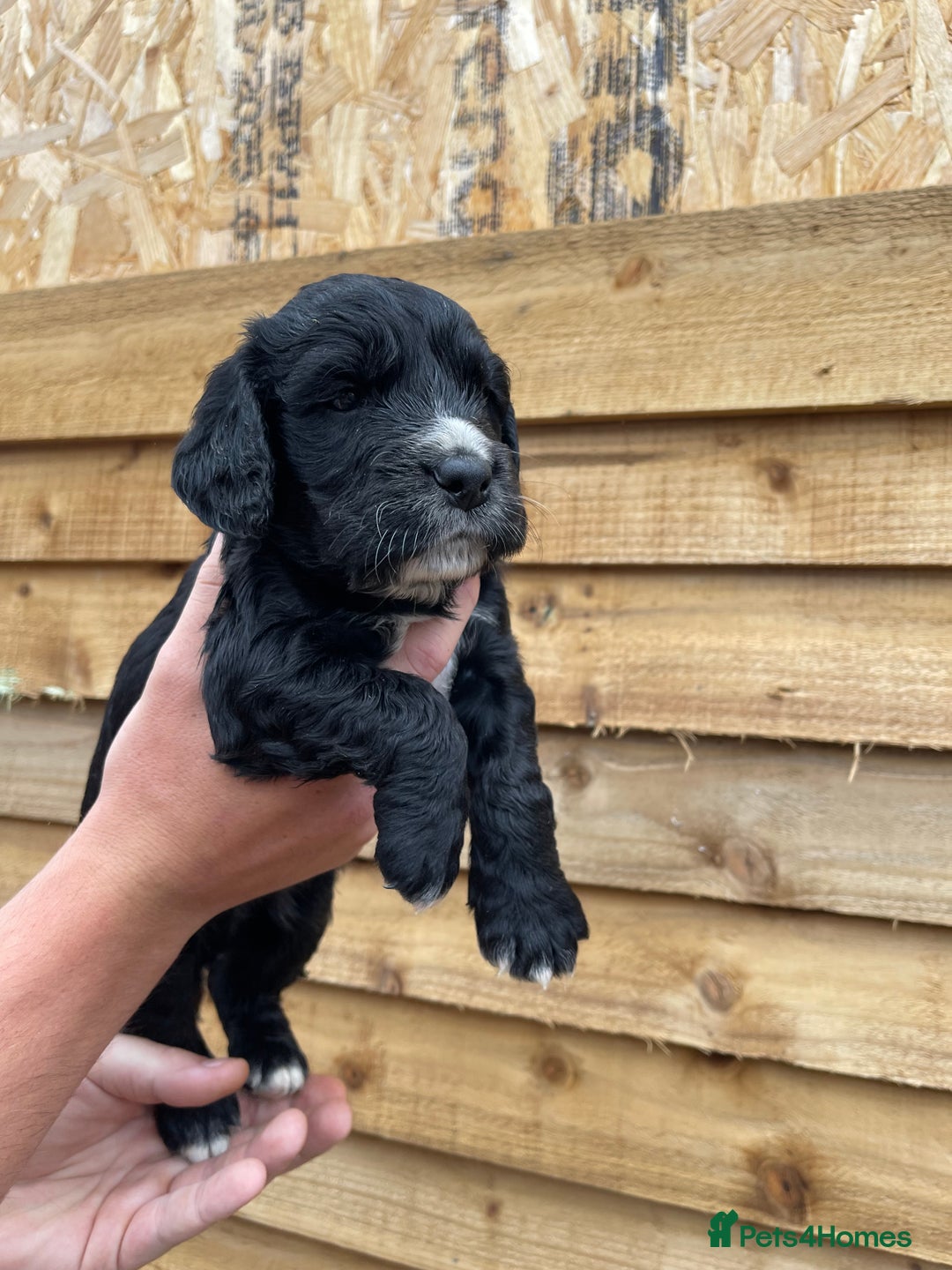 Cocker Spaniel dogs for sale: Cocker Spaniel Pups  - Image 5
