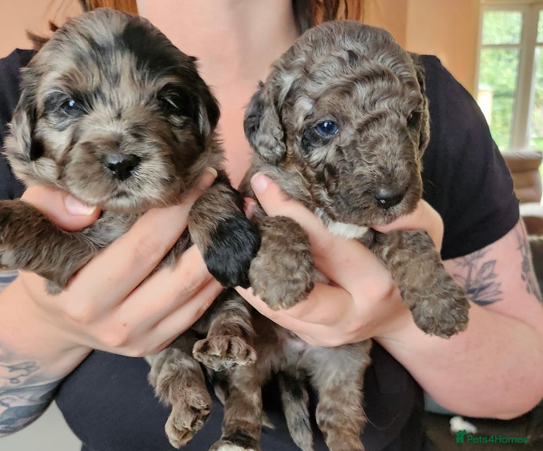 Australian Labradoodle dogs for sale: 💕 Stunning Australian Labradoodles! 💕 - Image 10