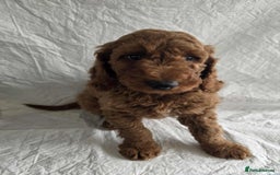 Goldendoodle dogs for sale: 👑Superb Rare Toy/Mini Deepest Red Goldendoodles👑 - Image 7