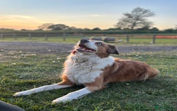 Mixed Breed dogs for sale: Border collie x Australia kelpie pups  - Image 6
