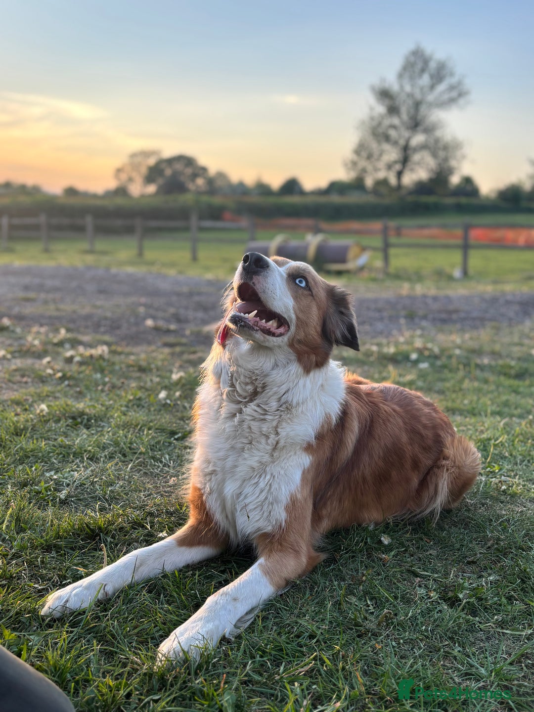Mixed Breed dogs for sale: Border collie x Australia kelpie pups  - Image 6