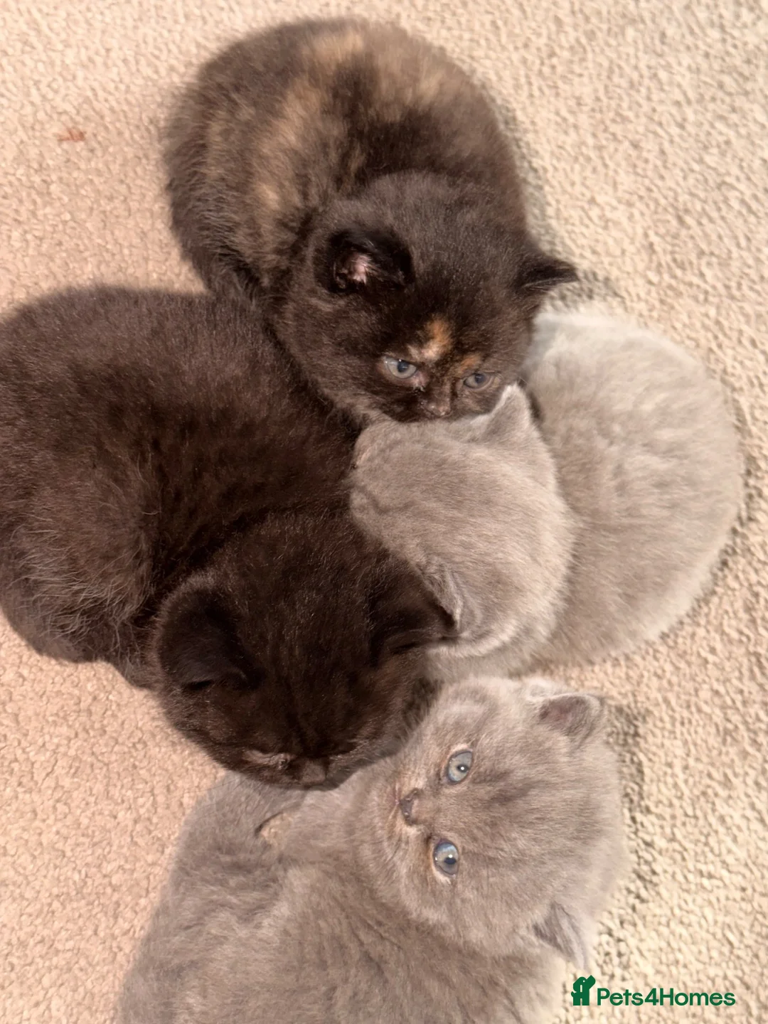 British Shorthair cats for sale: British pedigree shorthair  in London - Advert 7