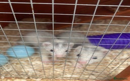 Ferret rodents for sale: Mirco kitts  in Redditch - Image 4