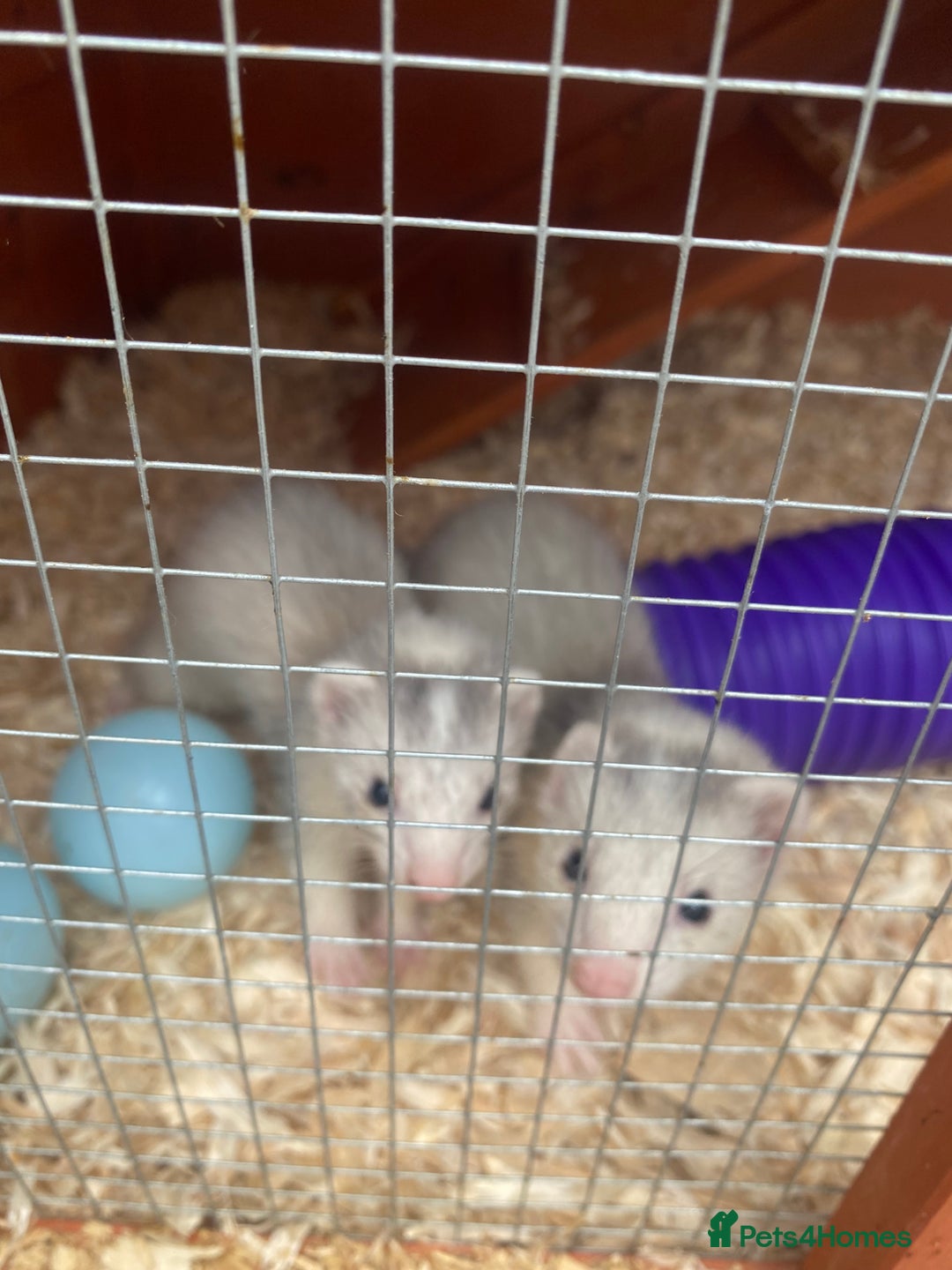 Ferret rodents for sale: Mirco kitts  in Redditch - Image 4
