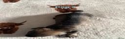 Dachshund dogs for sale: Teckel puppies - Standard size  - Advert 8