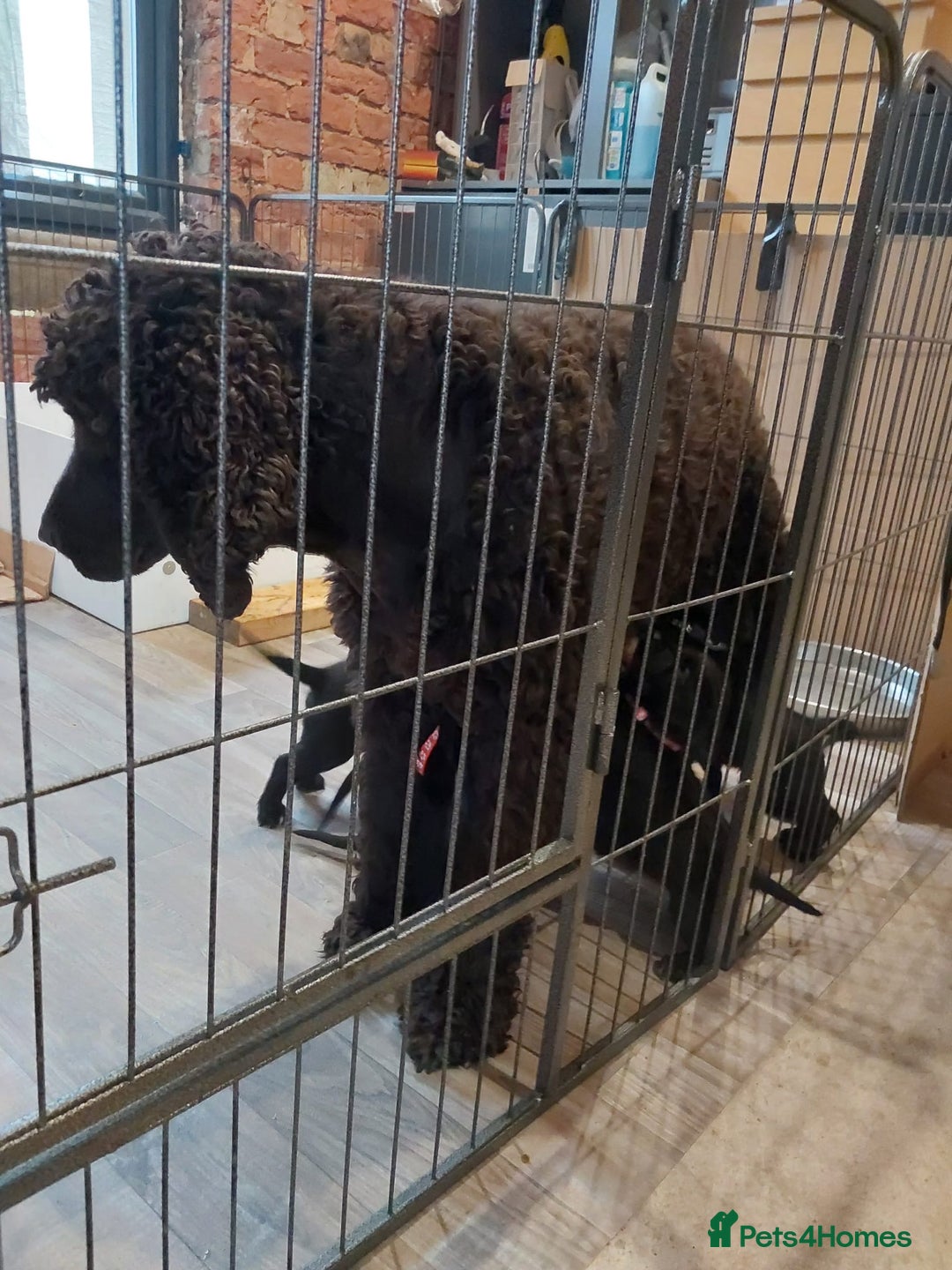 Mixed Breed dogs for sale: Irish Water Spaniel mum and Fox Red Labrador dad - Advert 20