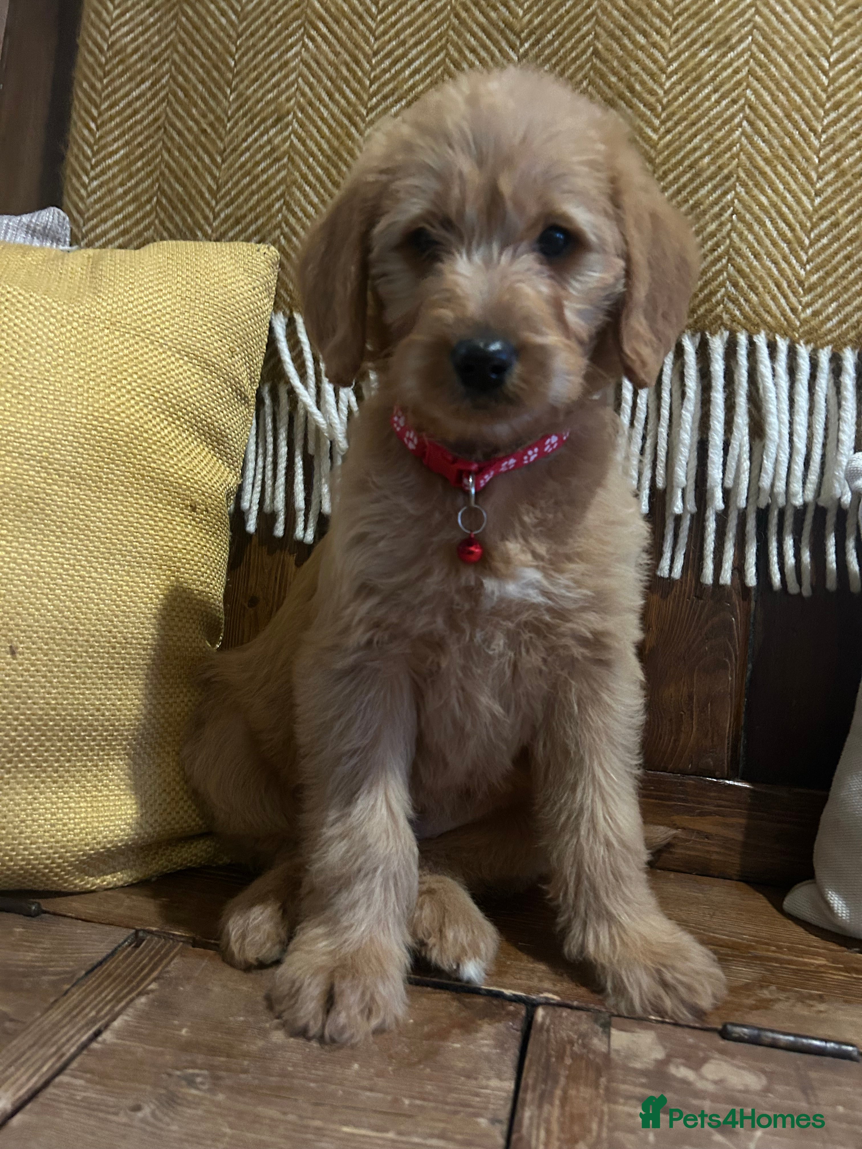 Labradoodle dogs  Labradoodle boys and girls - Advert 2