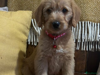 Labradoodle dogs Labradoodle boys and girls - Advert 3