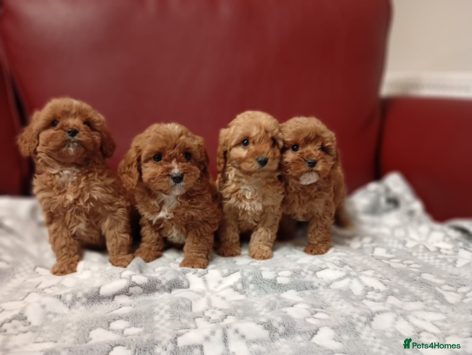 Cavapoo dogs Gorgeous cavapoo puppies for sale  - Advert 1