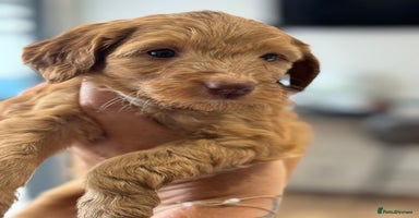 Australian Labradoodle dogs in Corby - Advert 12