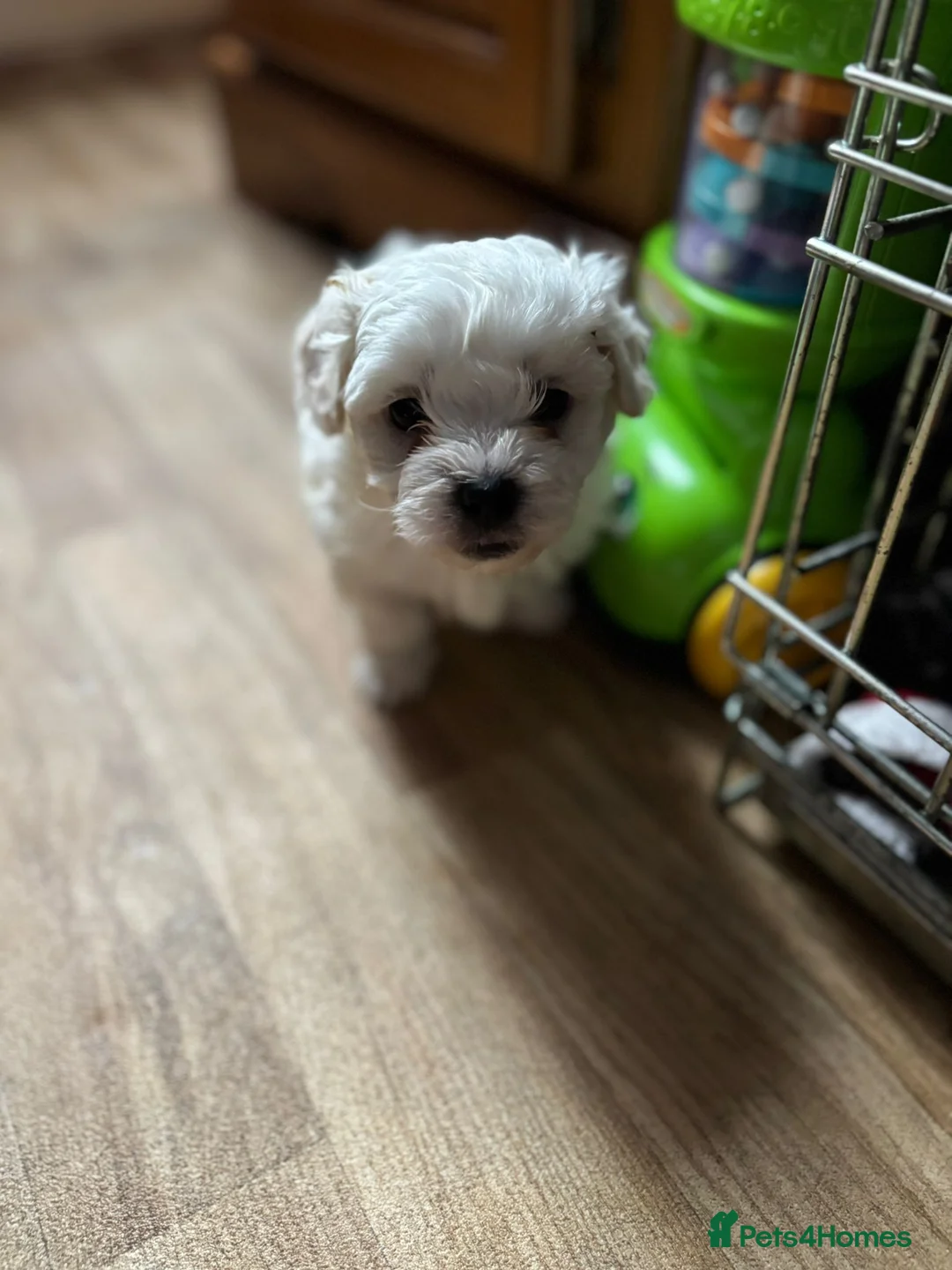 Bichon Frise dogs for sale: Bichon in High Wycombe - Advert 7