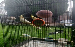 Cockatiels birds for sale: 2 Cockatiels & 2 Budgies with Cage in Preston - Image 2
