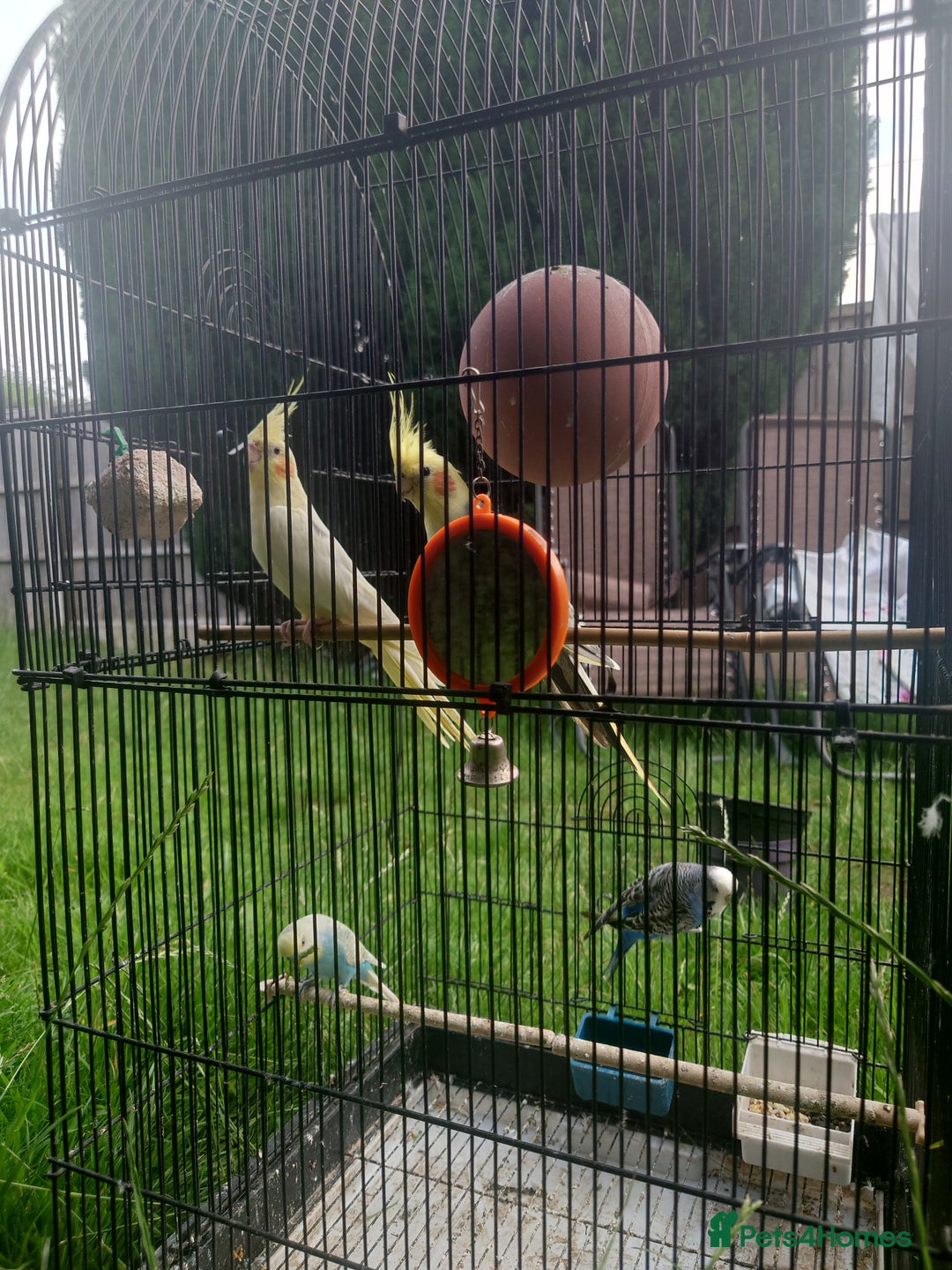 Cockatiels birds for sale: 2 Cockatiels & 2 Budgies with Cage in Preston - Image 2