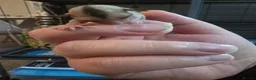 Sugar Glider rodents for sale: Sugar glider boy and girl for sale not ready yet in Great Yarmouth - Advert 7
