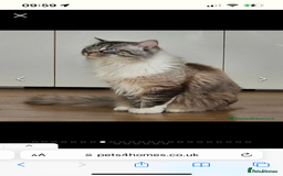 Ragdoll cats for sale: Beautiful rare blue and chocolate lynx Ragdolls  - Image 6