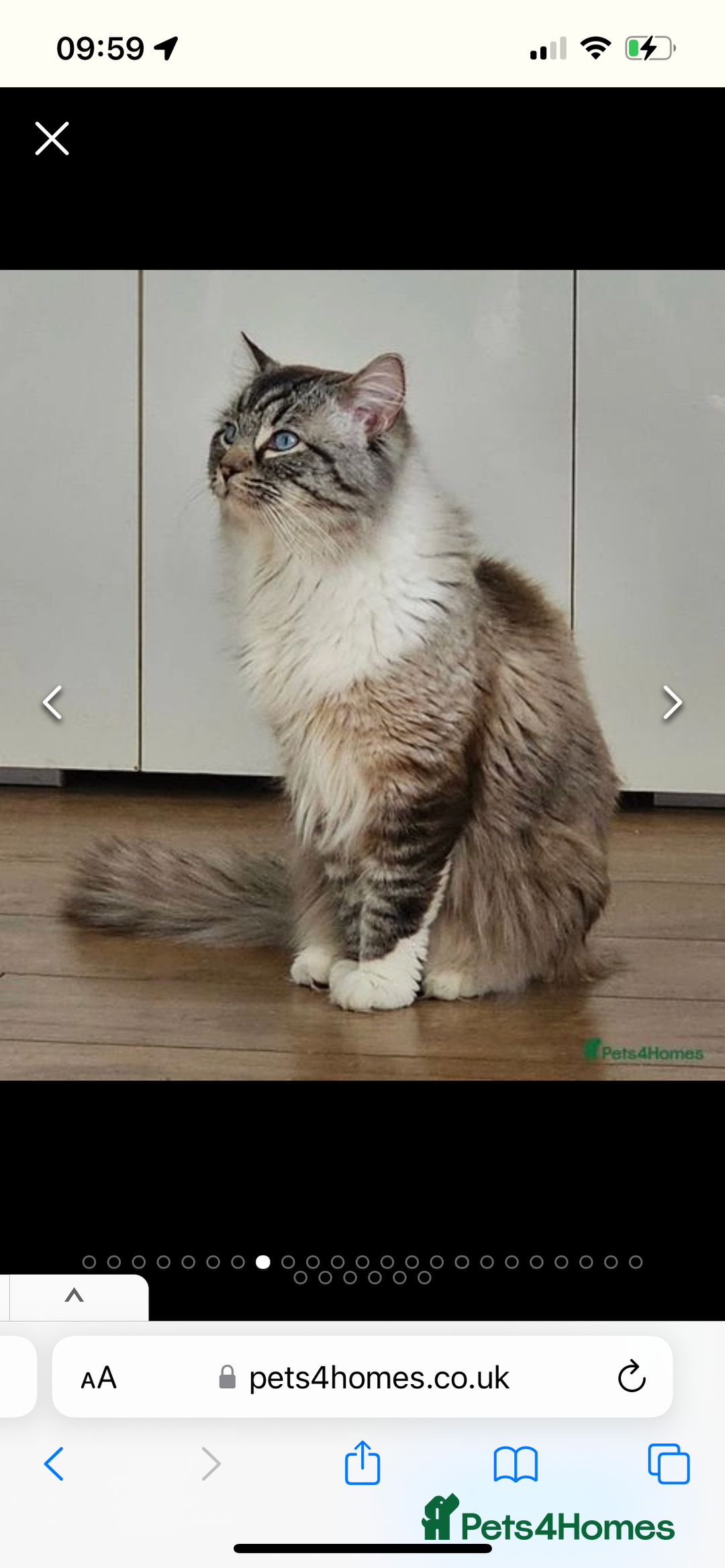Ragdoll cats for sale: Beautiful rare blue and chocolate lynx Ragdolls  - Image 6