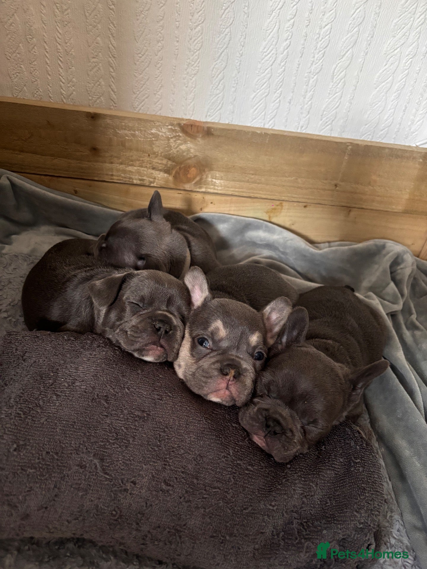 French Bulldog dogs for sale: French Bulldog Puppies  - Advert 8