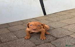 Hungarian Vizsla dogs for sale: Stunning litter of puppies  - Image 5