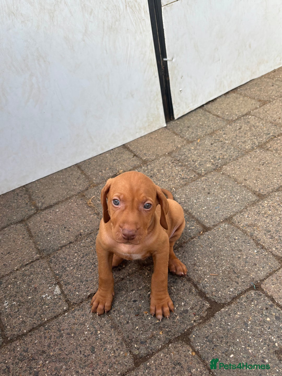 Hungarian Vizsla dogs for sale: Stunning litter of puppies  - Image 5