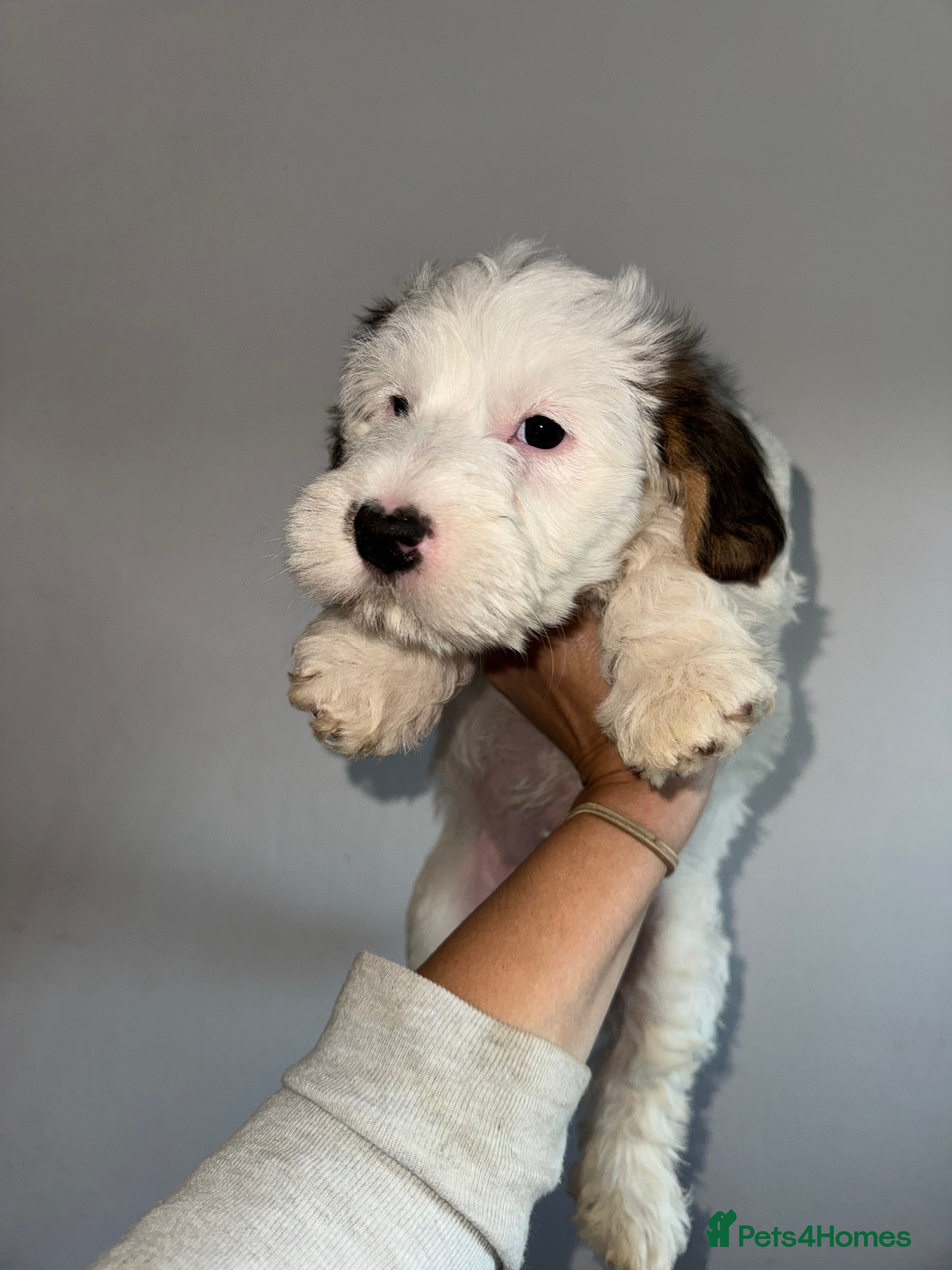 Mixed Breed dogs Sporting Lucas Terrier x Sealyham Terrier Puppies  - Advert 2