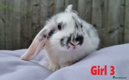 Mini Lop rabbits for sale: Gorgeous Mini Lop X French Bunnies Ready to Go! - Image 29
