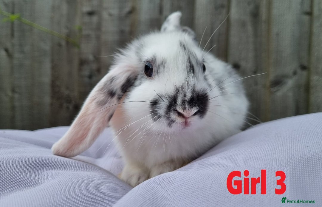 Mini Lop rabbits for sale: Gorgeous Mini Lop X French Bunnies Ready to Go! - Image 29