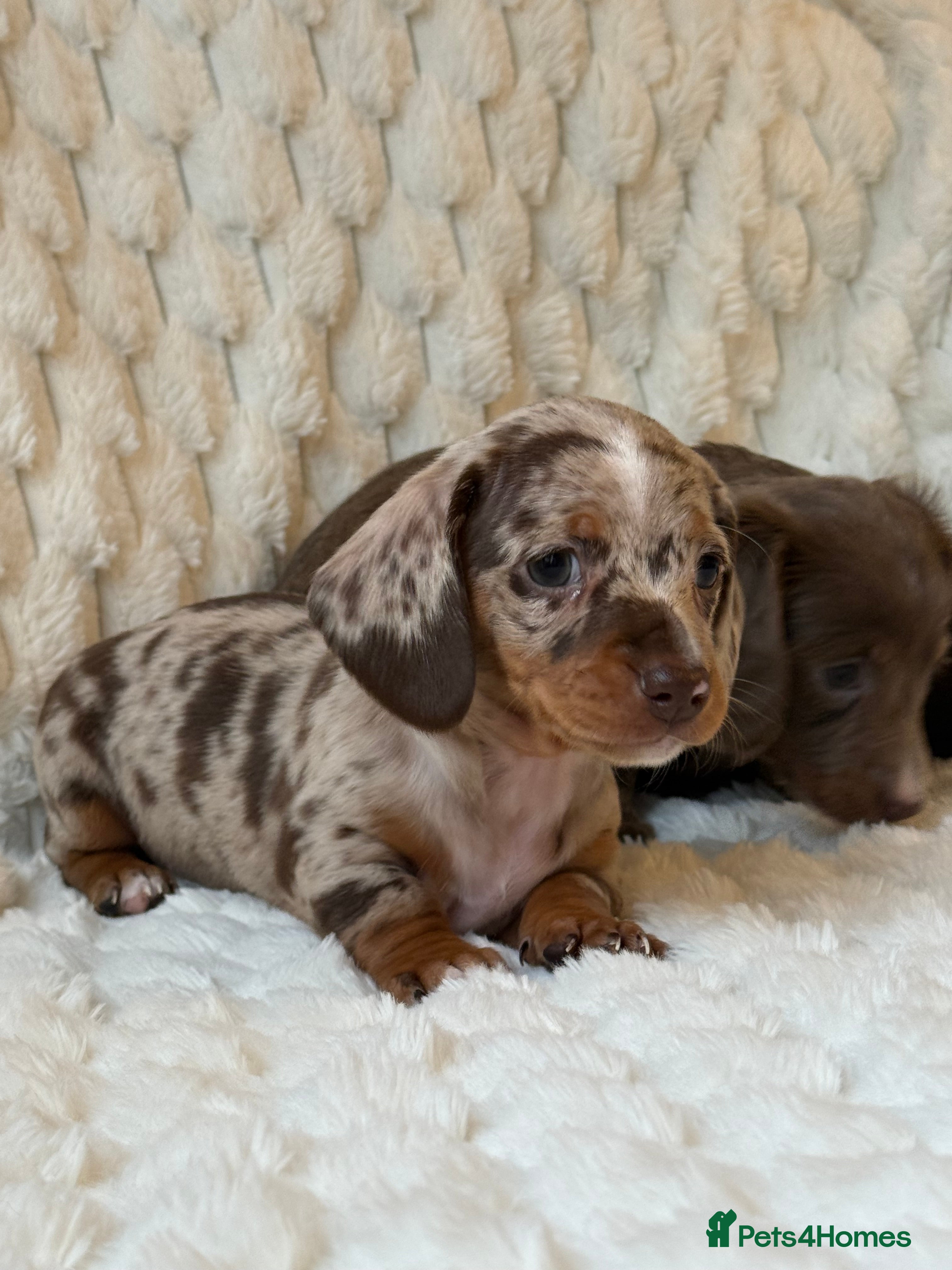 Miniature Dachshund dogs 💎MINATURE DACSHUND PUPPIES💎 - Advert 6