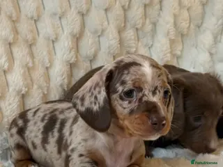 Miniature Dachshund dogs 💎MINATURE DACSHUND PUPPIES💎 - Advert 9