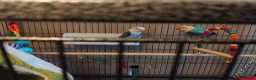 Lovebirds birds for sale: Lovebirds for sale  in Billingham - Advert 3