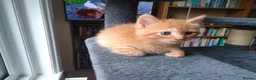 Mixed Breed cats for sale: Devon Rex Cross - Advert 5