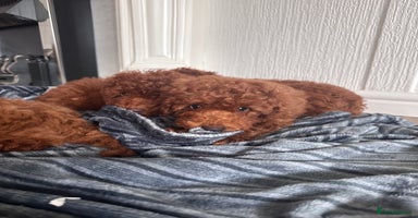 Maltipoo dogs - Advert 12