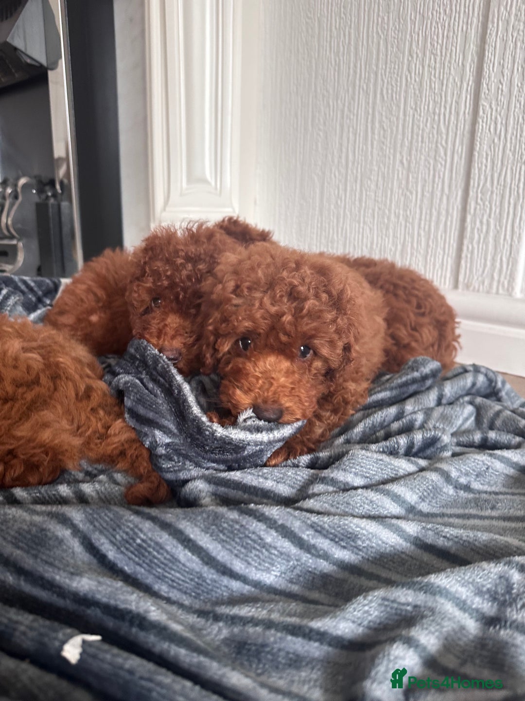 Maltipoo dogs for sale: Health tested rare coat red maltipoos for sale🐶!! - Image 2